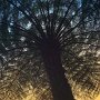 Fern Palm tree, Australia